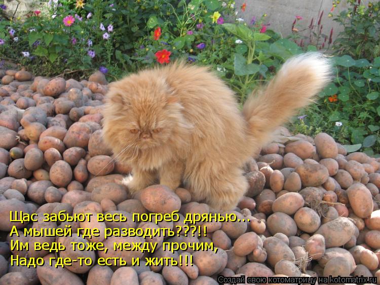 Щас забьют весь погреб дрянью... А мышей где разводить???!! А мышей где разводить???!! Им ведь тоже, ... Котоматрица: Щас забьют весь погреб дрянью... А мышей где разводить???!! А мышей где разводить???!! Им ведь тоже, между прочим, Надо где-то есть и жить!!!