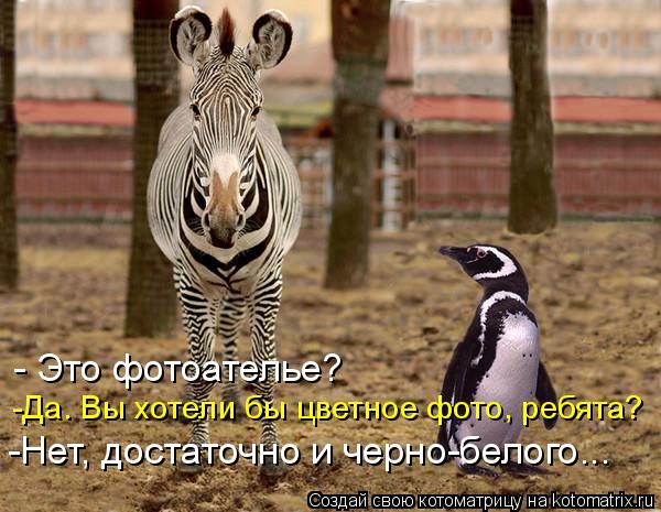 - Это фотоателье? -Да. Вы хотели бы цветное фото, ребята? -Нет, достаточно и черно-белого...... Котоматрица: - Это фотоателье? -Да. Вы хотели бы цветное фото, ребята? -Нет, достаточно и черно-белого...