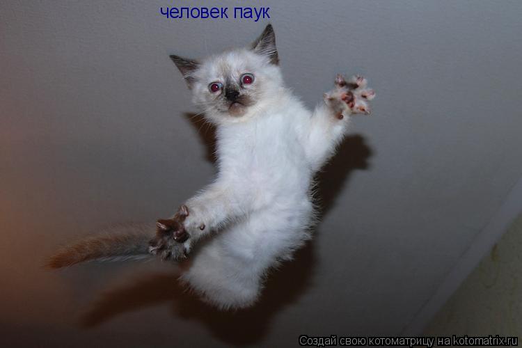 человек паук... Котоматрица: человек паук