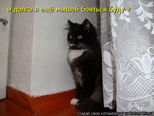 и долго я ещё мышей бояться буду ?... Котоматрица: и долго я ещё мышей бояться буду ?