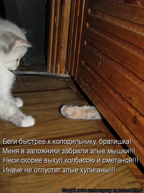 Беги быстрее к холодильнику, братишка! Меня в заложники забрали злые мышки!!! Неси скорее выкуп колба... Котоматрица: Беги быстрее к холодильнику, братишка! Меня в заложники забрали злые мышки!!! Неси скорее выкуп колбасою и сметаной!!! Иначе не отпустят злые