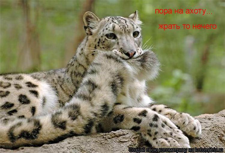 пора на ахоту ... жрать то нечего... Котоматрица: пора на ахоту ... жрать то нечего