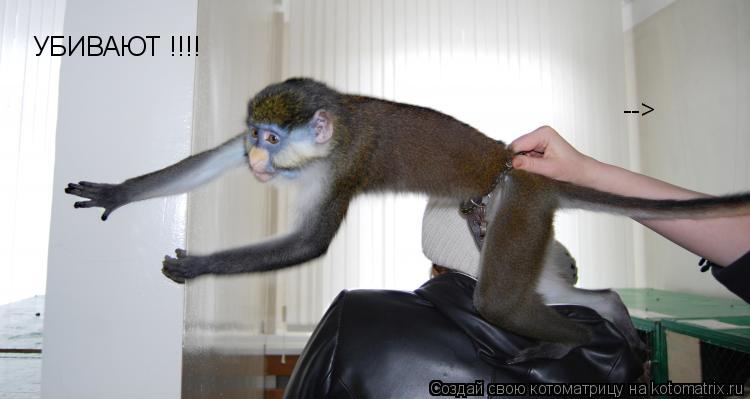 УБИВАЮТ !!!! -->... Котоматрица: УБИВАЮТ !!!! -->