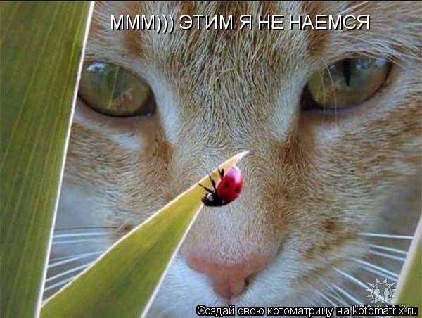 МММ))) ЭТИМ Я НЕ НАЕМСЯ... Котоматрица: МММ))) ЭТИМ Я НЕ НАЕМСЯ