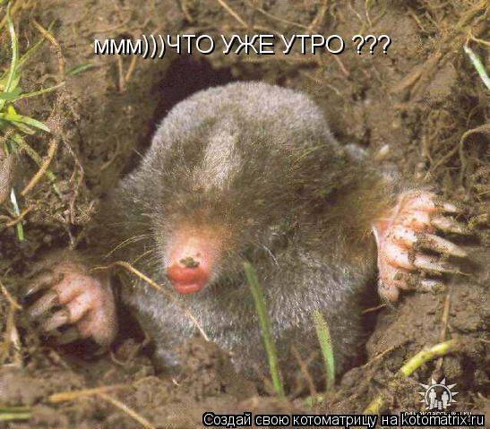 ммм)))ЧТО УЖЕ УТРО ???... Котоматрица: ммм)))ЧТО УЖЕ УТРО ???