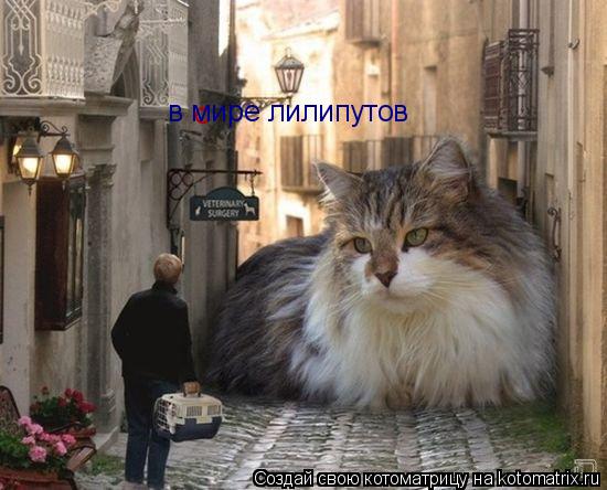 о в мире лилипутов... Котоматрица: о в мире лилипутов