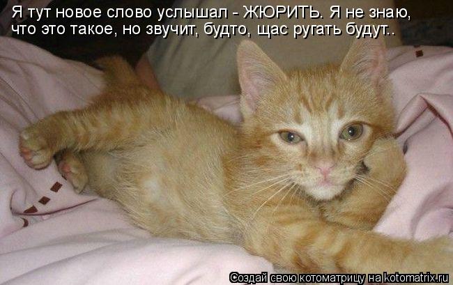 Я тут новое слово услышал - ЖЮРИТЬ. Я не знаю, что это такое, но звучит, будто, щас ругать будут..... Котоматрица: Я тут новое слово услышал - ЖЮРИТЬ. Я не знаю, что это такое, но звучит, будто, щас ругать будут..