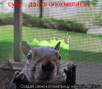 суки... дайте опохмелится...... Котоматрица: суки... дайте опохмелится...