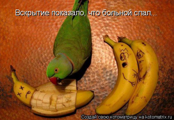 Вскрытие показало, что больной спал...... Котоматрица: Вскрытие показало, что больной спал...