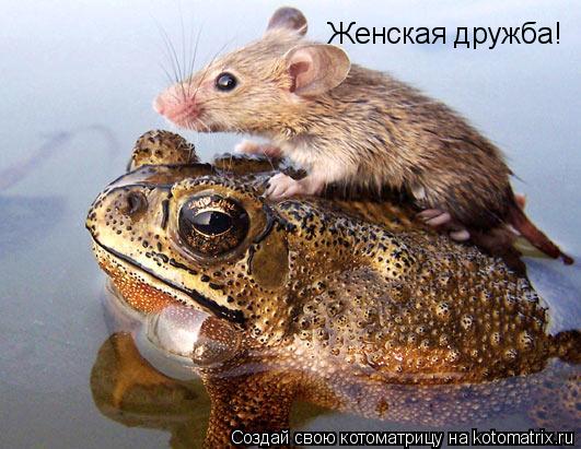 Женская дружба!... Котоматрица: Женская дружба!