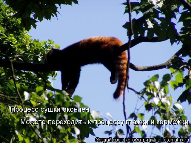 Процесс сушки окончен Можете переходить к процессу глажки и кормежки... Котоматрица: Процесс сушки окончен Можете переходить к процессу глажки и кормежки