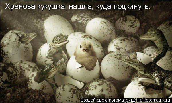 Хренова кукушка, нашла, куда подкинуть.... Котоматрица: Хренова кукушка, нашла, куда подкинуть.