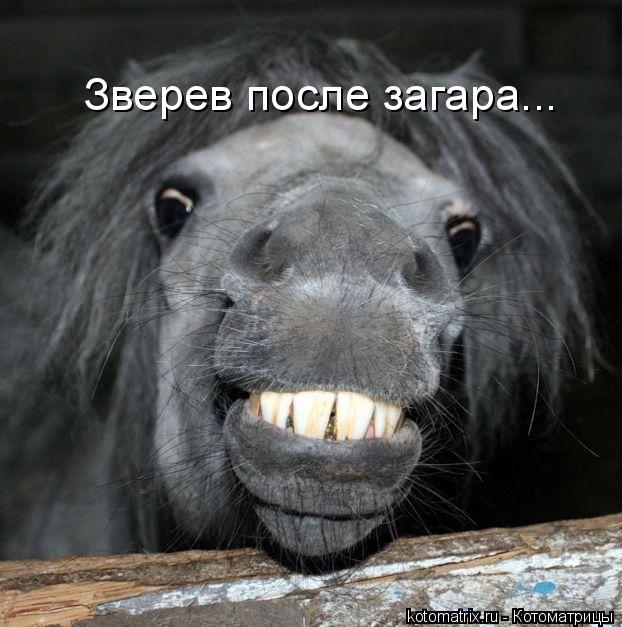 Зверев после загара...... Котоматрица: Зверев после загара...