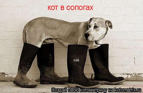 кот в сопогах... Котоматрица: кот в сопогах