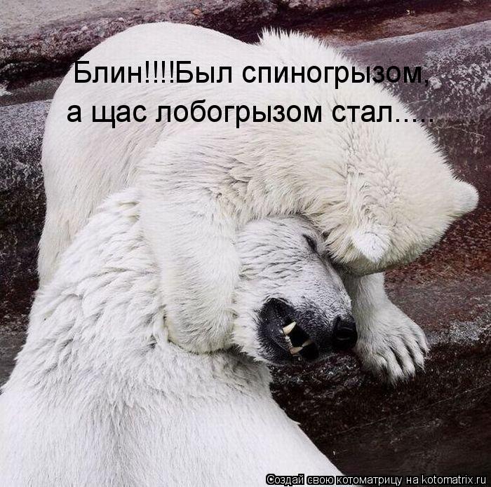 Блин!!!!Был спиногрызом, а щас лобогрызом стал........ Котоматрица: Блин!!!!Был спиногрызом, а щас лобогрызом стал.....