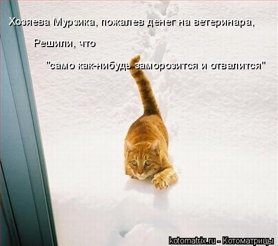Хозяева Мурзика, пожалев денег на ветеринара, Решили, что "само как-нибудь заморозится и отвалится"... Котоматрица: Хозяева Мурзика, пожалев денег на ветеринара, Решили, что "само как-нибудь заморозится и отвалится"