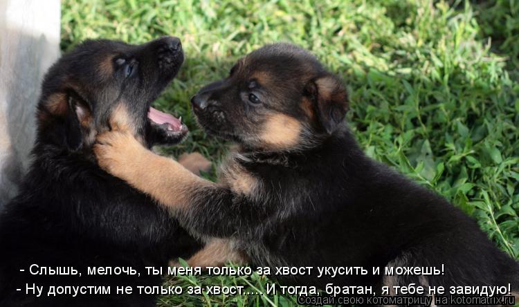 И тогда, братан, я тебе не завидую! - Ну допустим не только за хвост..... - Слышь, мелочь, ты меня т... Котоматрица: И тогда, братан, я тебе не завидую! - Ну допустим не только за хвост..... - Слышь, мелочь, ты меня только за хвост укусить и можешь!