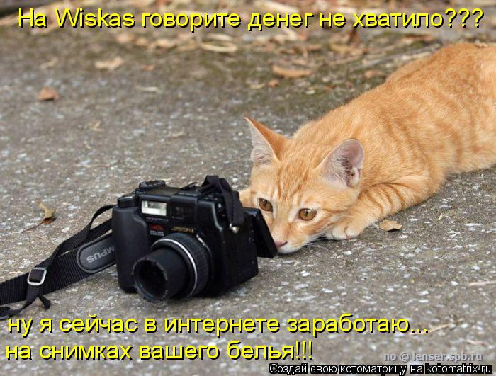 На Wiskas говорите денег не хватило??? ну я сейчас в интернете заработаю... на снимках вашего белья!!... Котоматрица: На Wiskas говорите денег не хватило??? ну я сейчас в интернете заработаю... на снимках вашего белья!!!