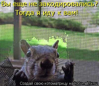 Вы еще не закодировались? Тогда я иду к вам!... Котоматрица: Вы еще не закодировались? Тогда я иду к вам!