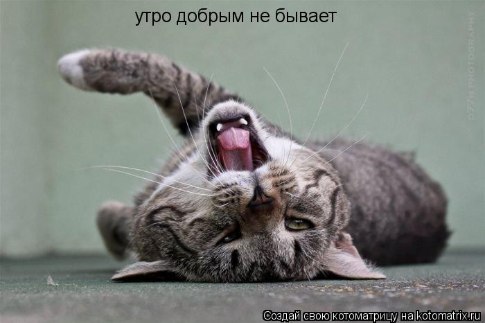 утро добрым не бывает... Котоматрица: утро добрым не бывает