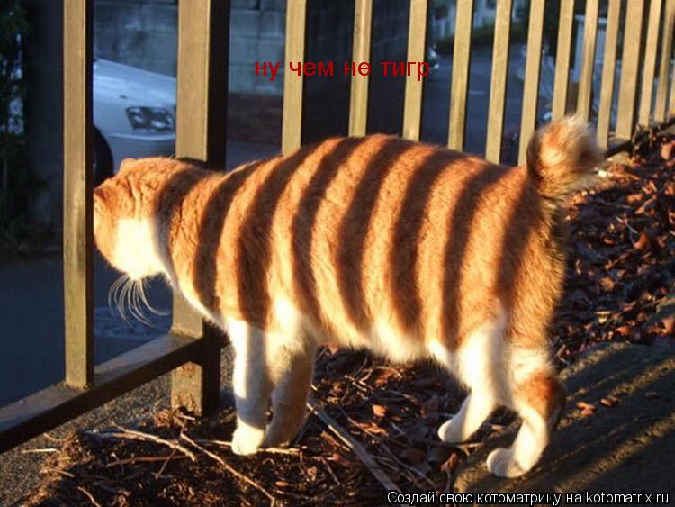 ну чем не тигр... Котоматрица: ну чем не тигр