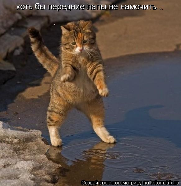 хоть бы передние лапы не намочить...... Котоматрица: хоть бы передние лапы не намочить...
