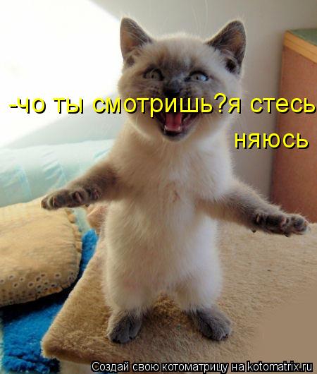 -чо ты смотришь?я стесьняюсь няюсь... Котоматрица: -чо ты смотришь?я стесьняюсь няюсь