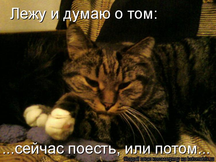 Лежу и думаю о том: ...сейчас поесть, или потом...... Котоматрица: Лежу и думаю о том: ...сейчас поесть, или потом...