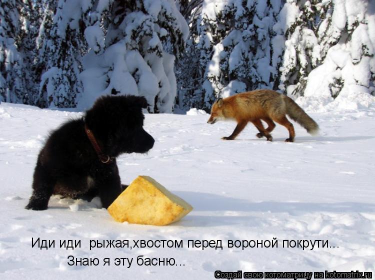 Иди иди рыжая,хвостом перед вороной покрути... Знаю я эту басню...... Котоматрица: Иди иди рыжая,хвостом перед вороной покрути... Знаю я эту басню...