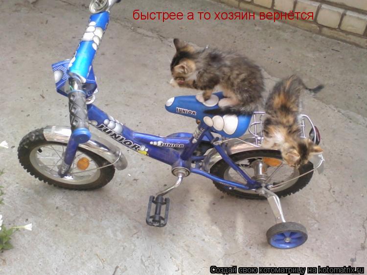 быстрее а то хозяин вернётся... Котоматрица: быстрее а то хозяин вернётся