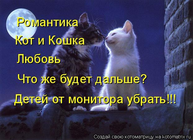 Романтика Кот и Кошка Любовь Что же будет дальше? Детей от монитора убрать!!!... Котоматрица: Романтика Кот и Кошка Любовь Что же будет дальше? Детей от монитора убрать!!!