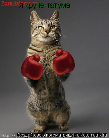 я круче татума... Котоматрица: я круче татума