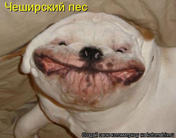 Чеширский пес... Котоматрица: Чеширский пес