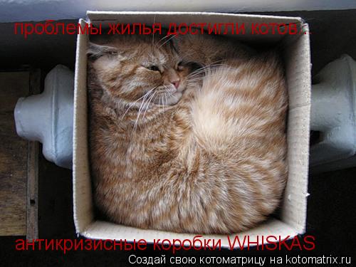 проблемы жилья достигли котов... антикризисные коробки WHISKAS... Котоматрица: проблемы жилья достигли котов... антикризисные коробки WHISKAS