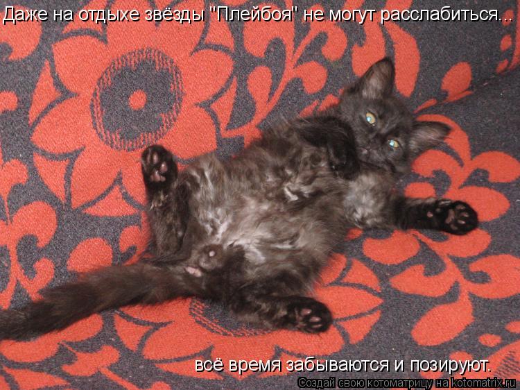 всё время забываются и позируют. Даже на отдыхе звёзды "Плейбоя" не могут расслабиться...... Котоматрица: всё время забываются и позируют. Даже на отдыхе звёзды "Плейбоя" не могут расслабиться...