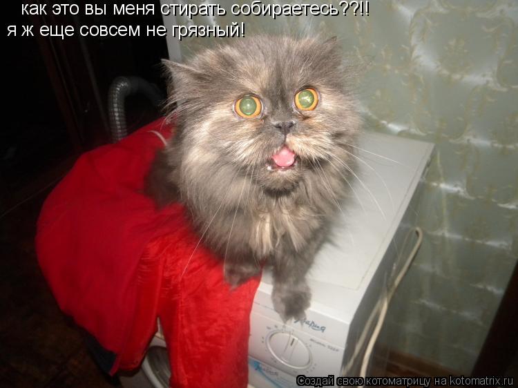 как это вы меня стирать собираетесь??!! я ж еще совсем не грязный!... Котоматрица: как это вы меня стирать собираетесь??!! я ж еще совсем не грязный!