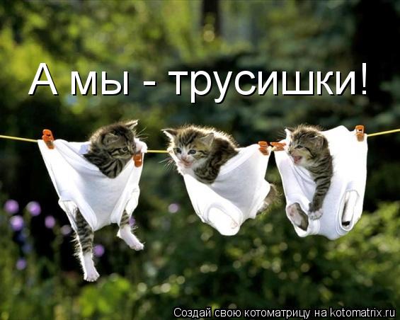 А мы - трусишки!... Котоматрица: А мы - трусишки!
