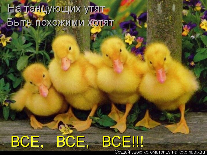 На танцующих утят Быть похожими хотят ВСЕ, ВСЕ, ВСЕ!!!... Котоматрица: На танцующих утят Быть похожими хотят ВСЕ, ВСЕ, ВСЕ!!!