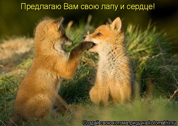 Предлагаю Вам свою лапу и сердце!... Котоматрица: Предлагаю Вам свою лапу и сердце!