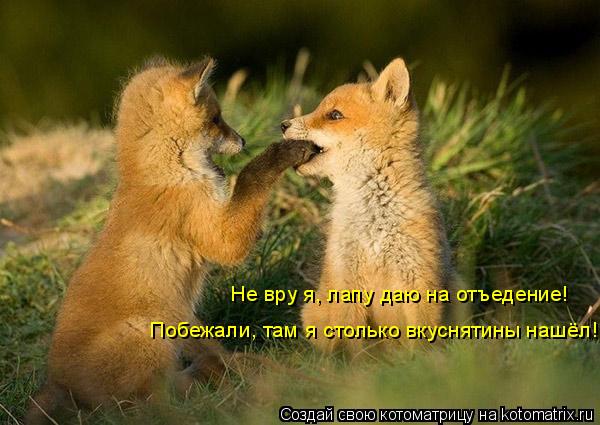 Не вру я, лапу даю на отъедение! Побежали, там я столько вкуснятины нашёл!... Котоматрица: Не вру я, лапу даю на отъедение! Побежали, там я столько вкуснятины нашёл!