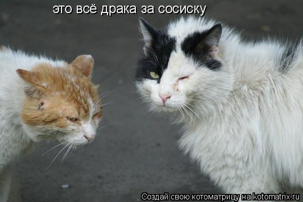 это всё драка за сосиску... Котоматрица: это всё драка за сосиску