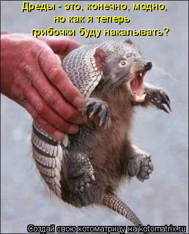Дреды - это, конечно, модно, но как я теперь грибочки буду накалывать?... Котоматрица: Дреды - это, конечно, модно, но как я теперь грибочки буду накалывать?