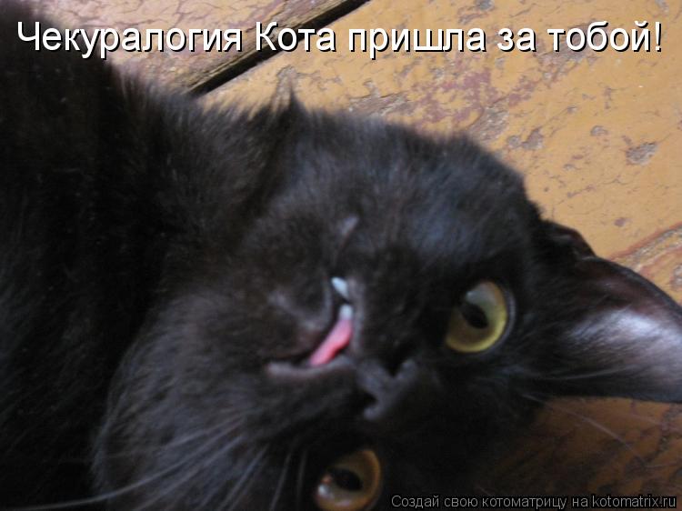 Чекуралогия Кота пришла за тобой!... Котоматрица: Чекуралогия Кота пришла за тобой!