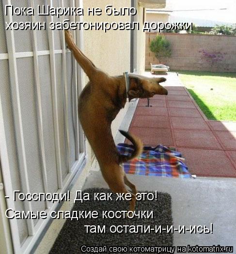 Пока Шарика не было хозяин забетонировал дорожки - Госсподи! Да как же это! Самые сладкие косточки та... Котоматрица: Пока Шарика не было хозяин забетонировал дорожки - Госсподи! Да как же это! Самые сладкие косточки там остали-и-и-и-ись!