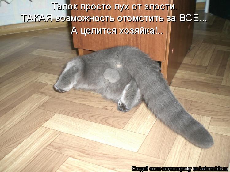 Тапок просто пух от злости. ТАКАЯ возможность отомстить за ВСЕ... А целится хозяйка!..... Котоматрица: Тапок просто пух от злости. ТАКАЯ возможность отомстить за ВСЕ... А целится хозяйка!..