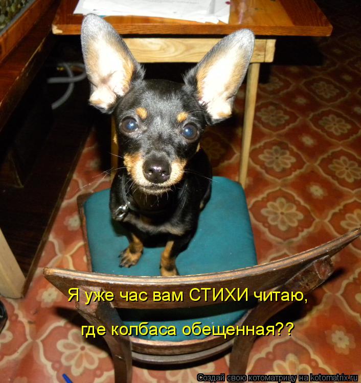 Я уже час вам СТИХИ читаю, где колбаса обещенная??... Котоматрица: Я уже час вам СТИХИ читаю, где колбаса обещенная??