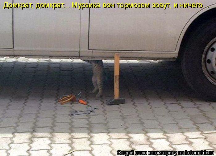 Домкрат, домкрат... Мурзика вон тормозом зовут, и ничего...... Котоматрица: Домкрат, домкрат... Мурзика вон тормозом зовут, и ничего...