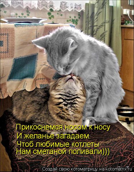 Прикоснемся носом к носу И желанье загадаем. Чтоб любимые котлеты Нам сметаной поливали)))... Котоматрица: Прикоснемся носом к носу И желанье загадаем. Чтоб любимые котлеты Нам сметаной поливали)))
