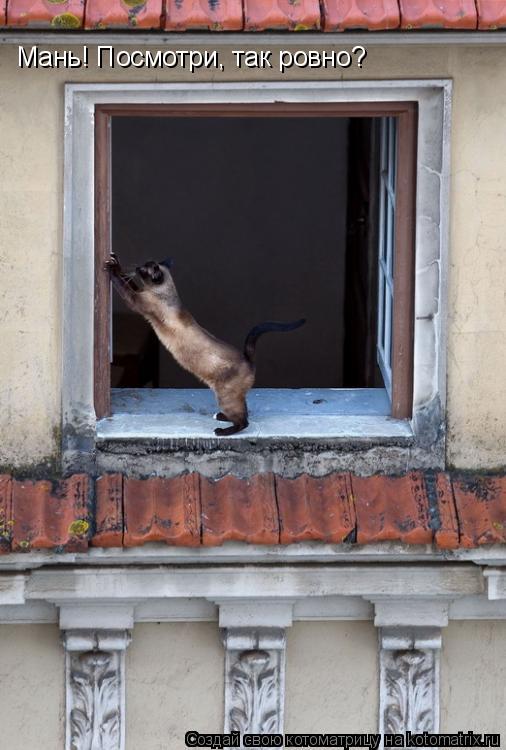 Мань! Посмотри, так ровно?... Котоматрица: Мань! Посмотри, так ровно?