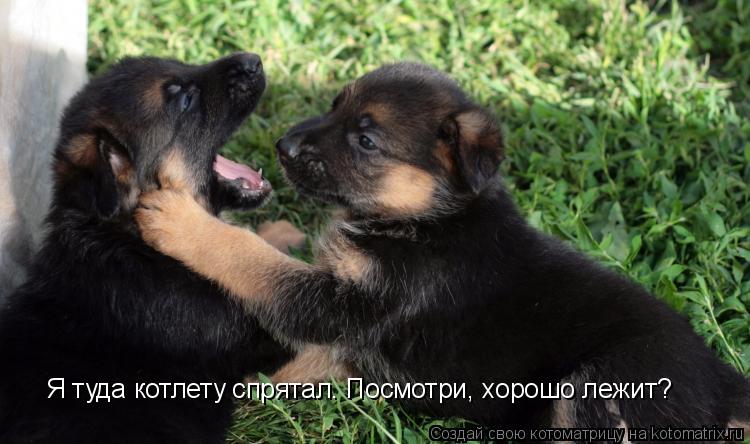 Я туда котлету спрятал. Посмотри, хорошо лежит?... Котоматрица: Я туда котлету спрятал. Посмотри, хорошо лежит?